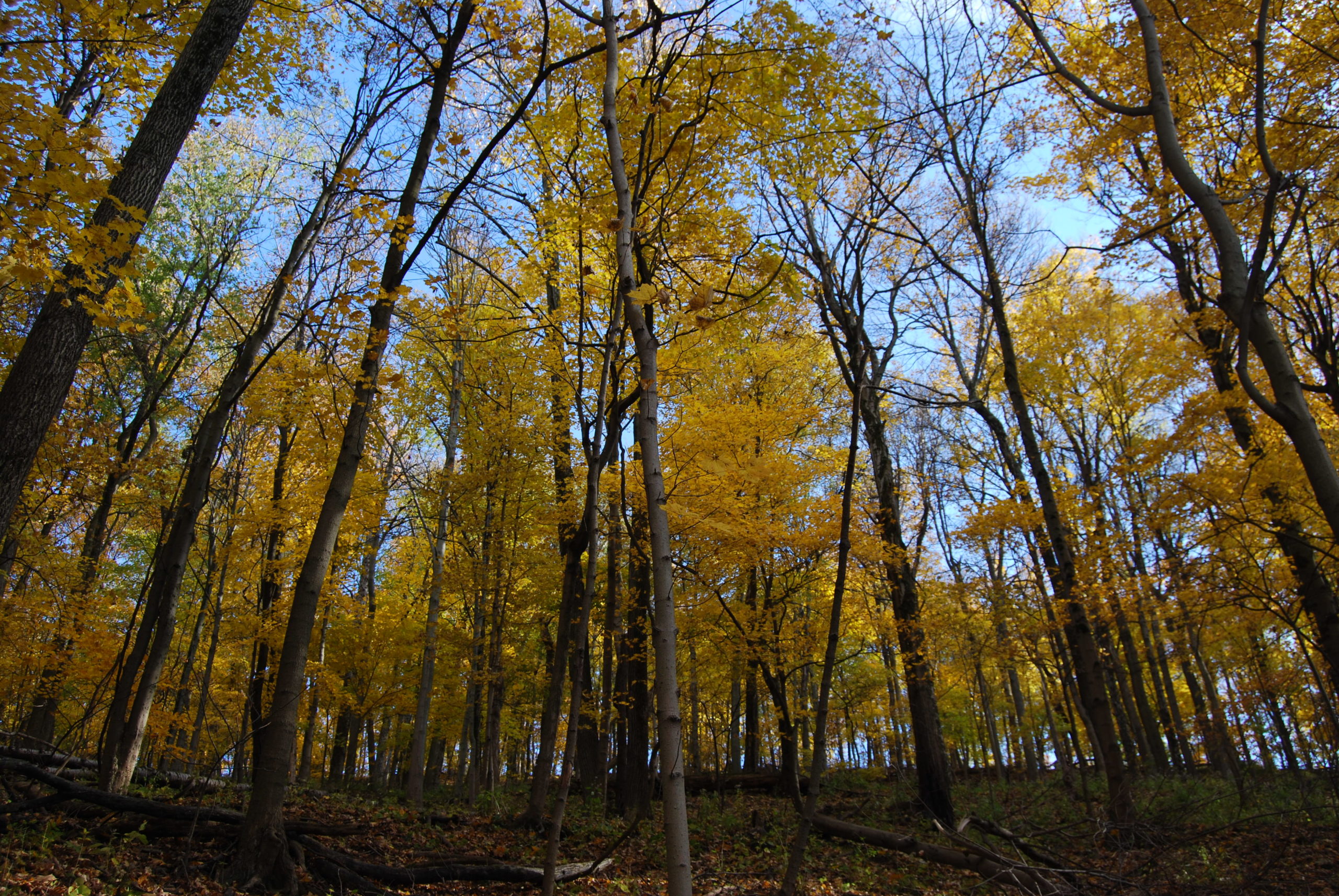 picture of trees on a fall day with golden leaves as they transition through fall at our Bender Mountain Nature Preserve