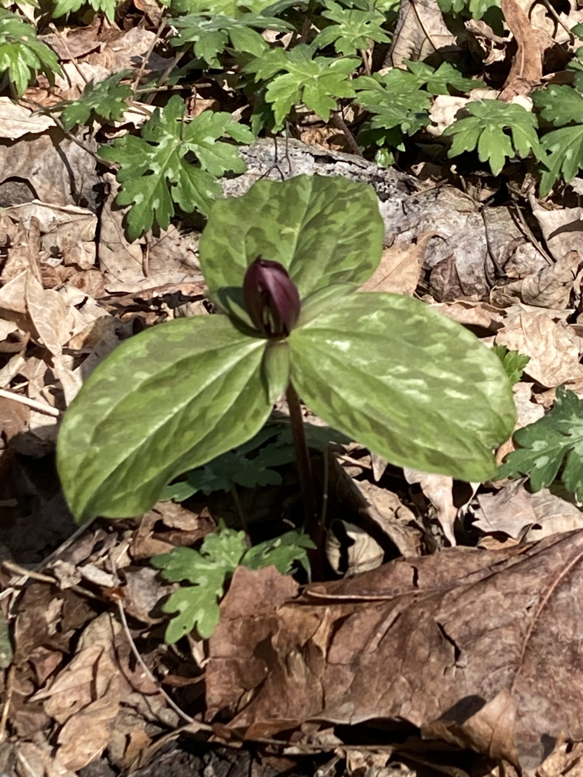 Landscaping with Native Plants and Plant Sale
