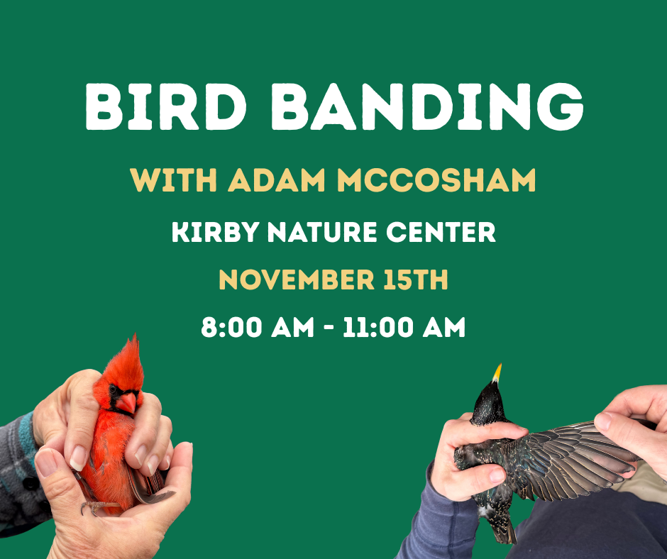 Bird Banding with Adam McCosham