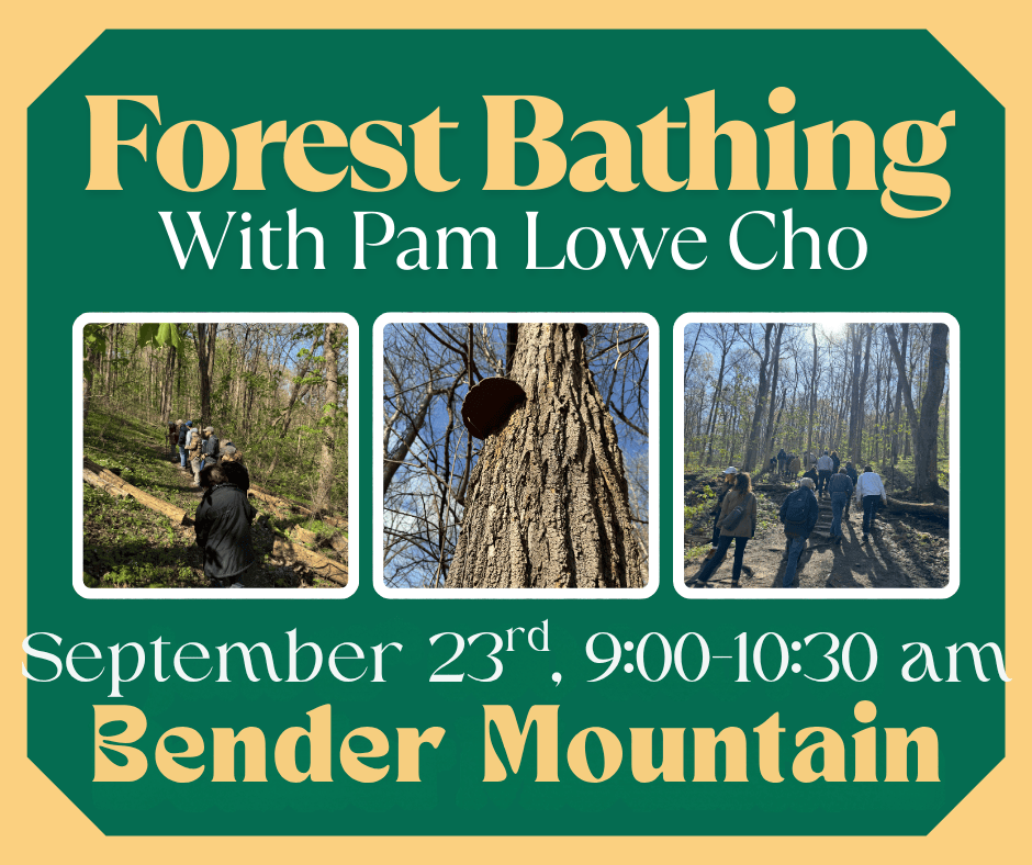 Forest Bathing with Pam Lowe Cho