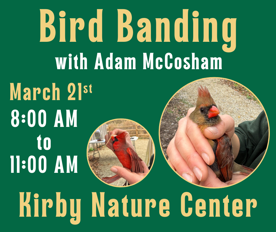 Bird Banding with Adam McCosham