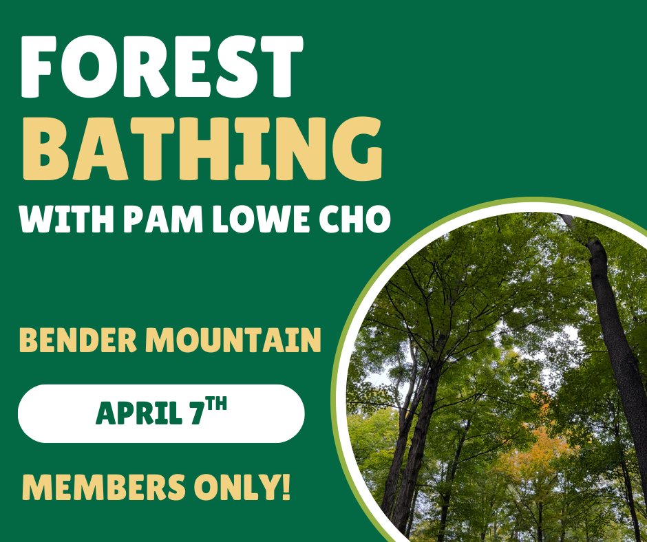 Forest Bathing with Pam Lowe Cho